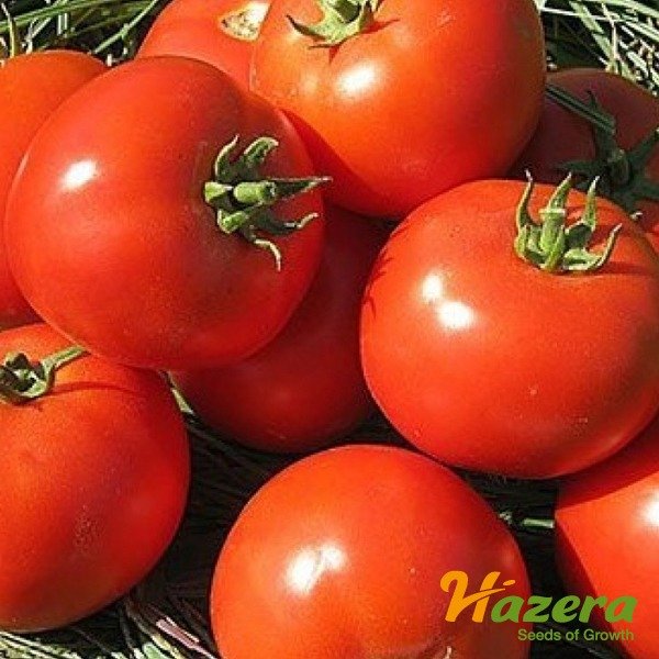 Гонг F1 — томат детермінантний (Hazera)