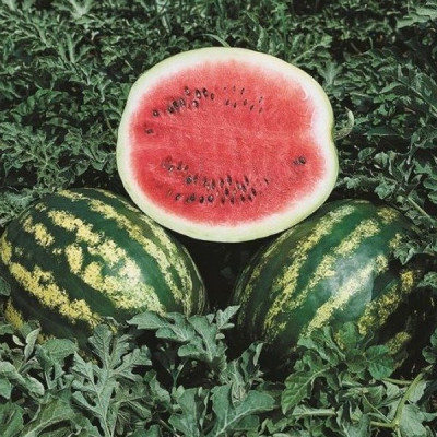 Крімсон Світ — кавун типу Кримсон Світ середньопізній (Hollar Seeds)