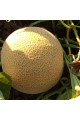 Нора (INX 1234) F1 — диня типу Галія рання (Innova Seeds)