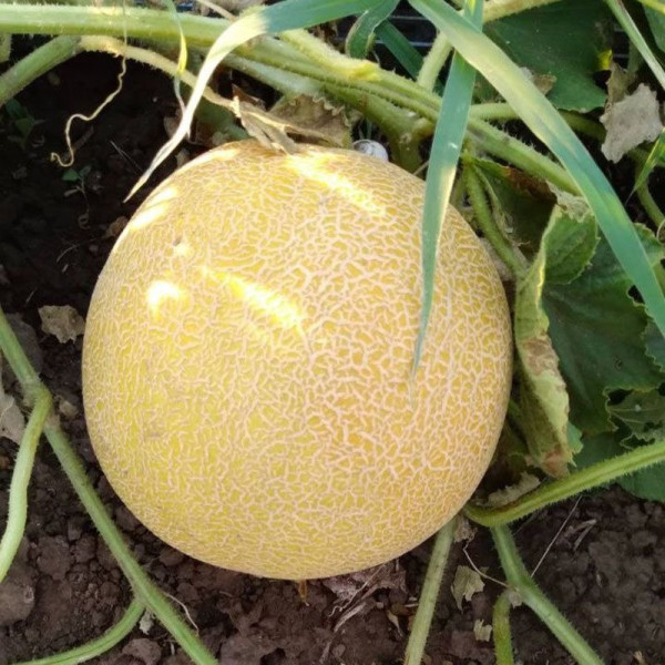 Нора (INX 1234) F1 — диня типу Галія рання (Innova Seeds)