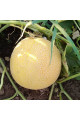 Нора (INX 1234) F1 — диня типу Галія рання (Innova Seeds)