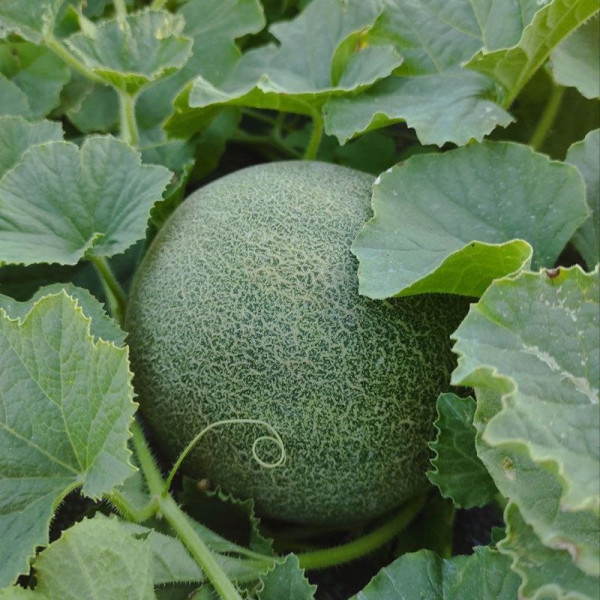 Нора (INX 1234) F1 — диня типу Галія рання (Innova Seeds)