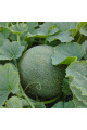 Нора (INX 1234) F1 — диня типу Галія рання (Innova Seeds)