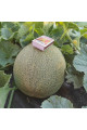 Нора (INX 1234) F1 — диня типу Галія рання (Innova Seeds)
