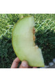 Нора (INX 1234) F1 — диня типу Галія рання (Innova Seeds)