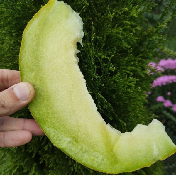 Нора (INX 1234) F1 — диня типу Галія рання (Innova Seeds)