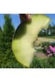 Нора (INX 1234) F1 — диня типу Галія рання (Innova Seeds)