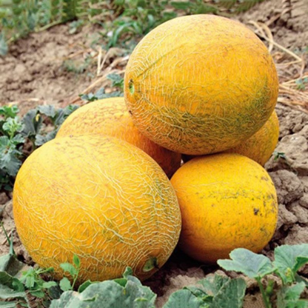 Нора (INX 1234) F1 — диня типу Галія рання (Innova Seeds)