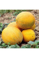 Нора (INX 1234) F1 — диня типу Галія рання (Innova Seeds)