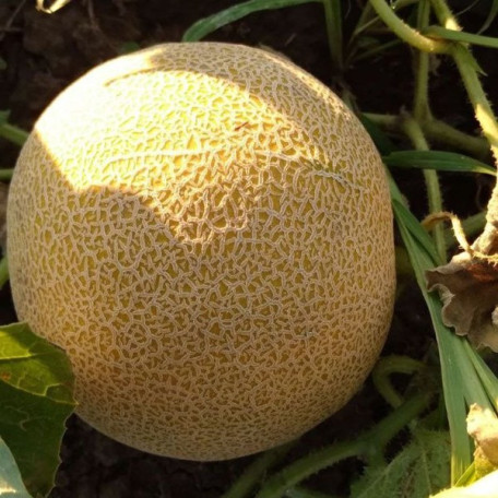 Нора (INX 1234) F1 — диня типу Галія рання (Innova Seeds)