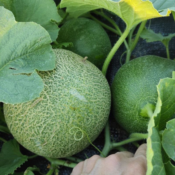 Сара (INX 1231) F1 — диня типу Галія ультрарання (Innova Seeds)