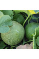 Сара (INX 1231) F1 — диня типу Галія ультрарання (Innova Seeds)