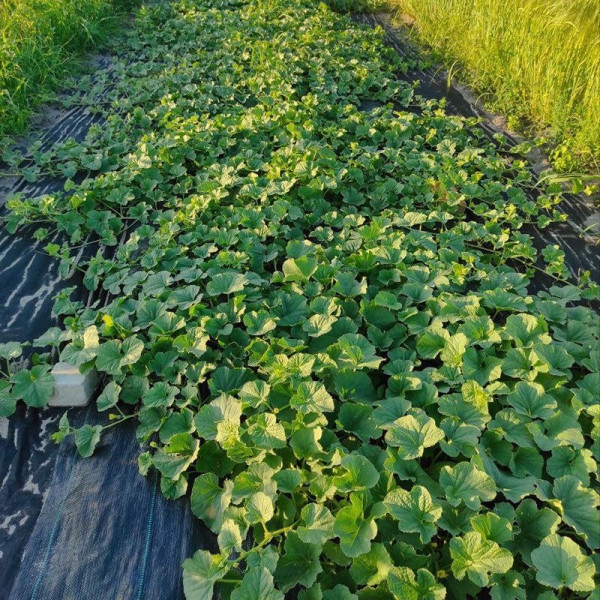 Сара (INX 1231) F1 — диня типу Галія ультрарання (Innova Seeds)