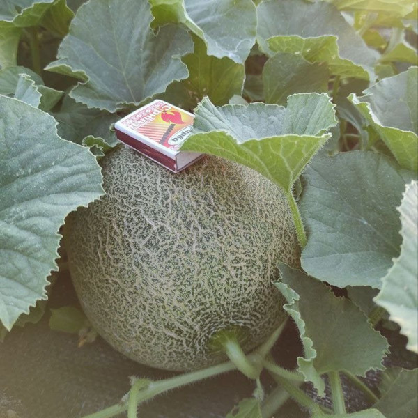 Сара (INX 1231) F1 — диня типу Галія ультрарання (Innova Seeds)