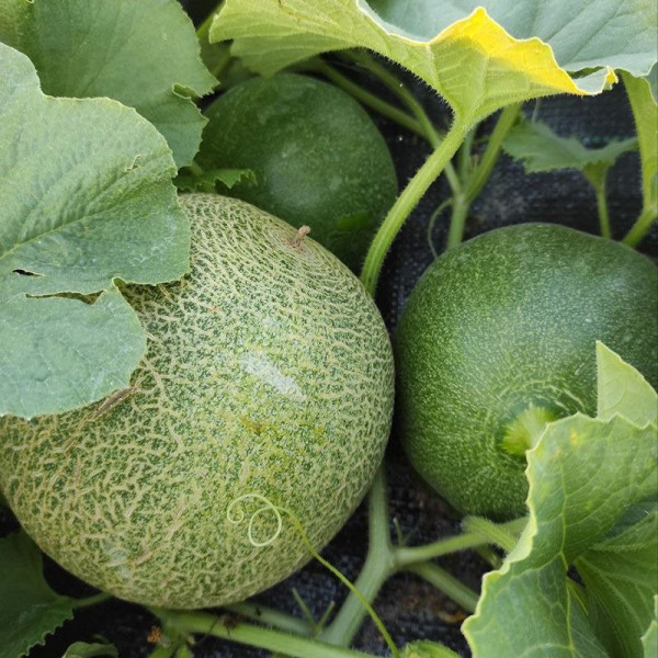 Сара (INX 1231) F1 — диня типу Галія ультрарання (Innova Seeds)