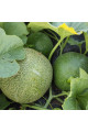 Сара (INX 1231) F1 — диня типу Галія ультрарання (Innova Seeds)