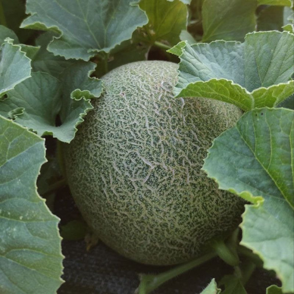 Сара (INX 1231) F1 — диня типу Галія ультрарання (Innova Seeds)