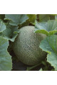 Сара (INX 1231) F1 — диня типу Галія ультрарання (Innova Seeds)