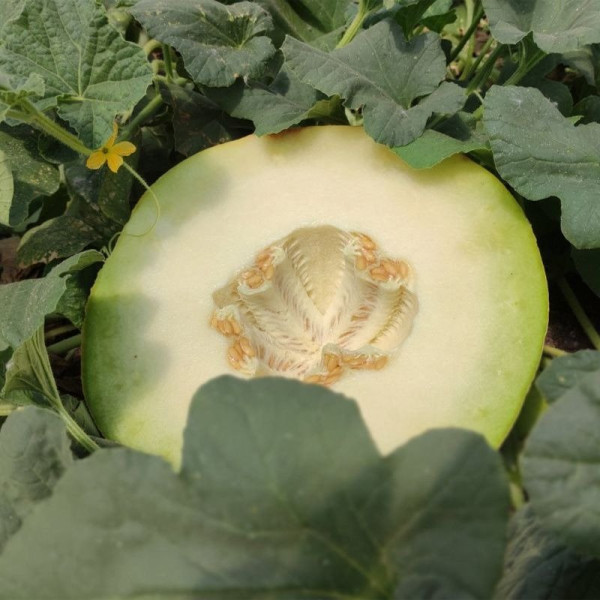 Сара (INX 1231) F1 — диня типу Галія ультрарання (Innova Seeds)