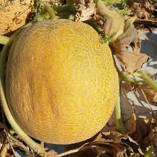 Сара (INX 1231) F1 — диня типу Галія ультрарання (Innova Seeds)