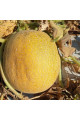 Сара (INX 1231) F1 — диня типу Галія ультрарання (Innova Seeds)