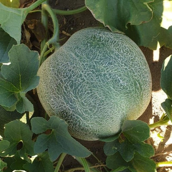 Сара (INX 1231) F1 — диня типу Галія ультрарання (Innova Seeds)