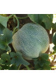 Сара (INX 1231) F1 — диня типу Галія ультрарання (Innova Seeds)