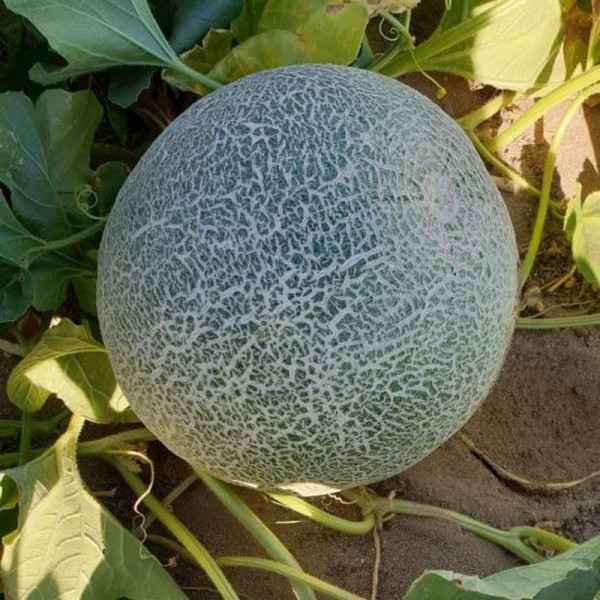 Сара (INX 1231) F1 — диня типу Галія ультрарання (Innova Seeds)