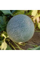 Сара (INX 1231) F1 — диня типу Галія ультрарання (Innova Seeds)