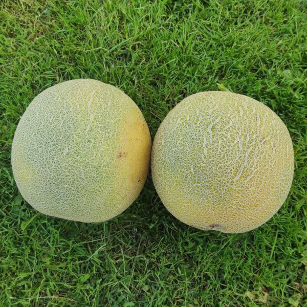 Сара (INX 1231) F1 — диня типу Галія ультрарання (Innova Seeds)
