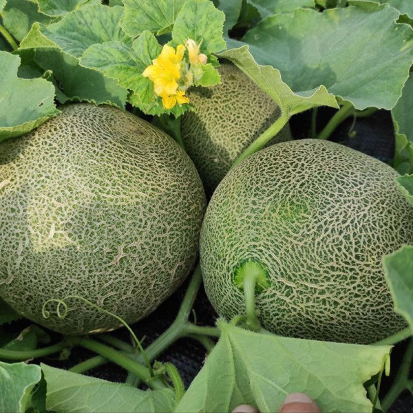 Сара (INX 1231) F1 — диня типу Галія ультрарання (Innova Seeds)