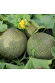 Сара (INX 1231) F1 — диня типу Галія ультрарання (Innova Seeds)
