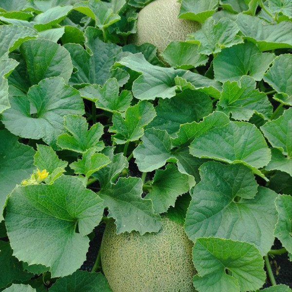 Сара (INX 1231) F1 — диня типу Галія ультрарання (Innova Seeds)
