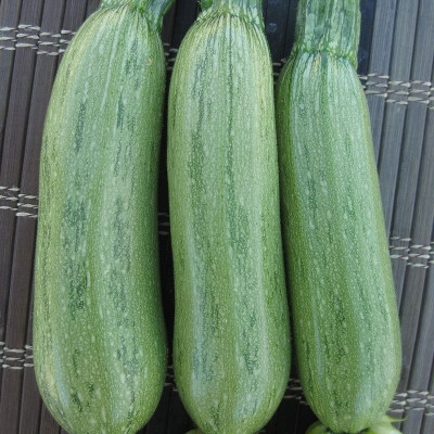 Ларрі (INX 5273) F1 — кабачок ранній (Innova Seeds)