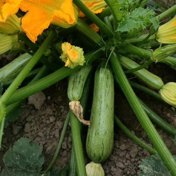 Ларрі (INX 5273) F1 — кабачок ранній (Innova Seeds)