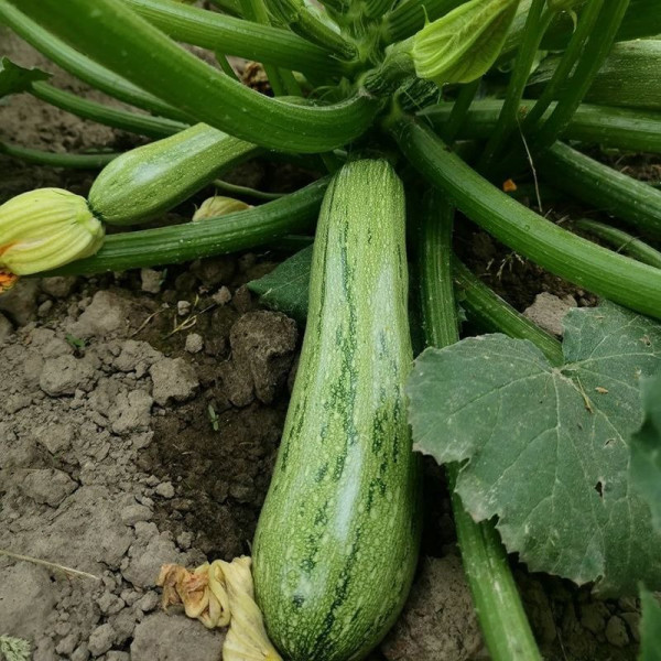 Ларрі (INX 5273) F1 — кабачок ранній (Innova Seeds)