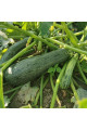 Ларрі (INX 5273) F1 — кабачок ранній (Innova Seeds)