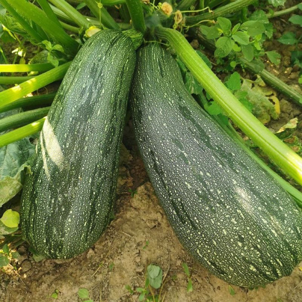 Ларрі (INX 5273) F1 — кабачок ранній (Innova Seeds)
