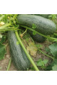 Ларрі (INX 5273) F1 — кабачок ранній (Innova Seeds)