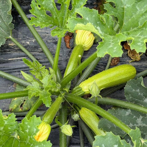Мерлін (INX 10554) F1 — кабачок ранній (Innova Seeds)