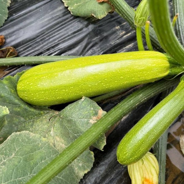 Мерлін (INX 10554) F1 — кабачок ранній (Innova Seeds)
