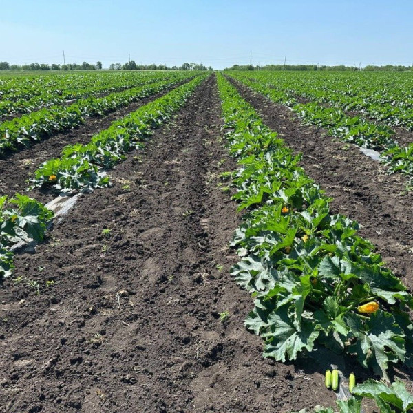 Мерлін (INX 10554) F1 — кабачок ранній (Innova Seeds)