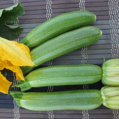 Мерлін (INX 10554) F1 — кабачок ранній (Innova Seeds)