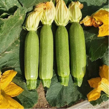 Ренді (INX 5286 F1) — кабачок ранній (Innova Seeds)