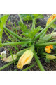 Ренді (INX 5286 F1) — кабачок ранній (Innova Seeds)