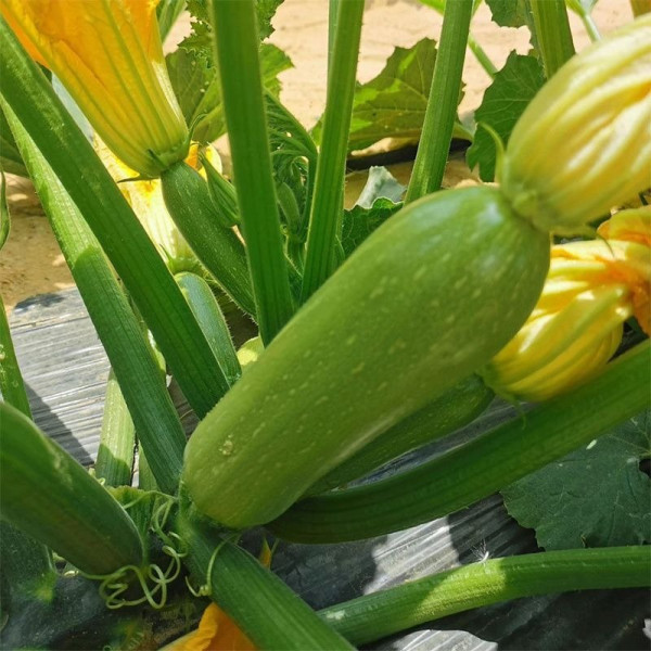 Ренді (INX 5286 F1) — кабачок ранній (Innova Seeds)