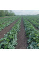 Ренді (INX 5286 F1) — кабачок ранній (Innova Seeds)