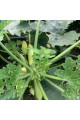 Ренді (INX 5286 F1) — кабачок ранній (Innova Seeds)