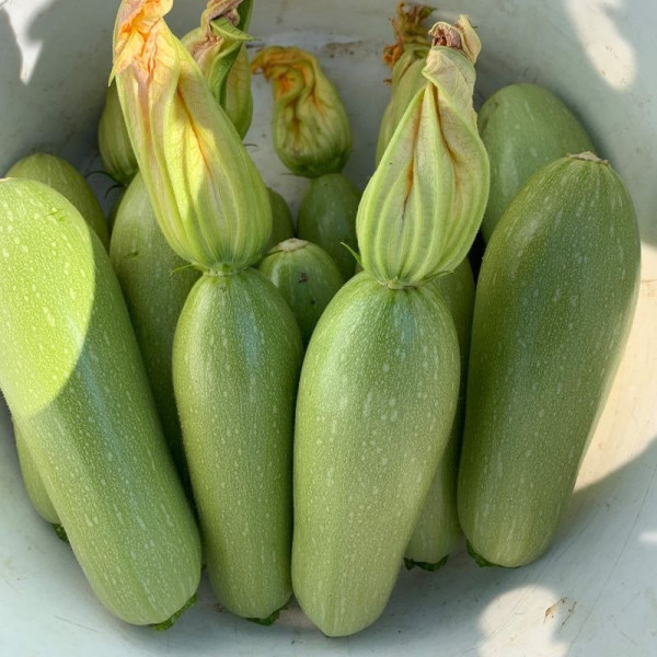 Ренді (INX 5286 F1) — кабачок ранній (Innova Seeds)