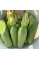 Ренді (INX 5286 F1) — кабачок ранній (Innova Seeds)